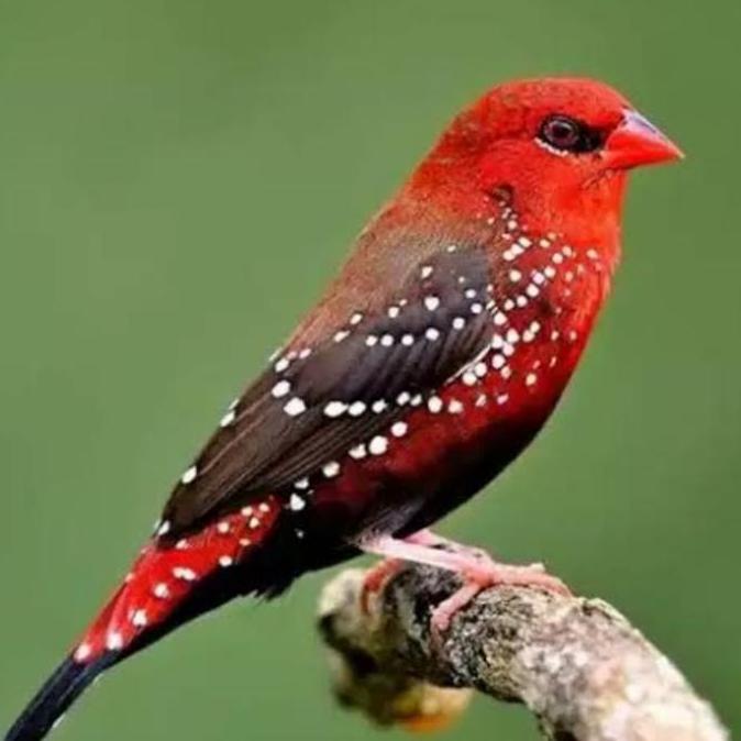 NEW BURUNG STRAWBERRY FINCH ORI