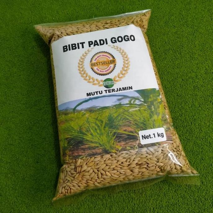 Place- Bibit Padi Gogo Unggul 1 Kg