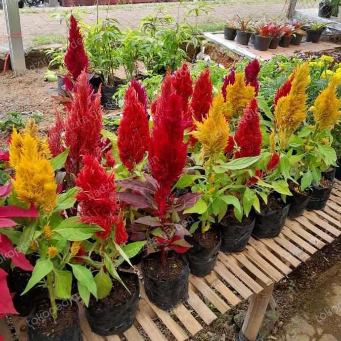 tanaman celosia / jengger ayam