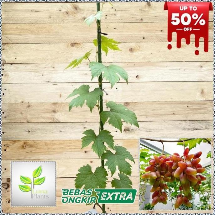 Pazx- Bibit Tanaman Buah Anggur Import - Bibit Anggur Import