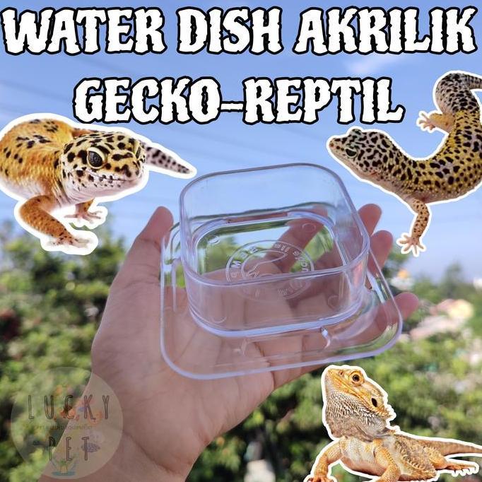 Waterdish water dish akrilik bening reptil gecko tokek kadal wadah air