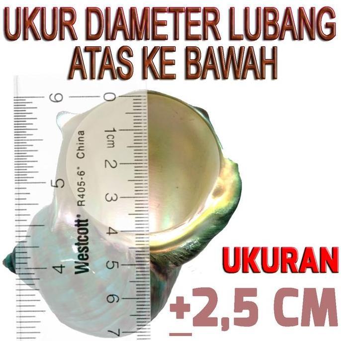 cangkang shell rumah kelomang umang keong