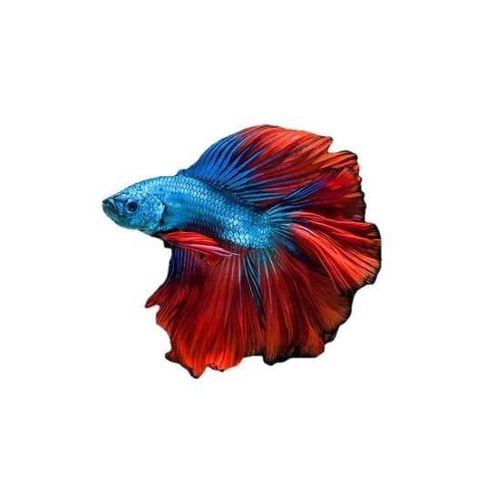Pakan Ikan Kecil Pelet Ikan Kecil Glofish Cupang Nemo Manfish Gupy 30 Gram Allshop