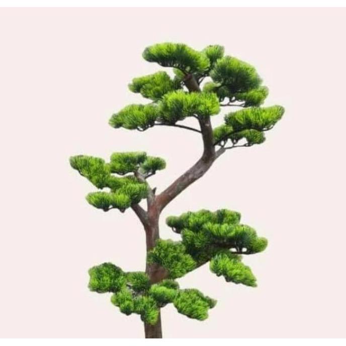 Fatih Bunga Dekorasi Bonsai Cemara Udang Tinggi 120cm Daun Plastik Batang Kayu Asli Tanpa Pot