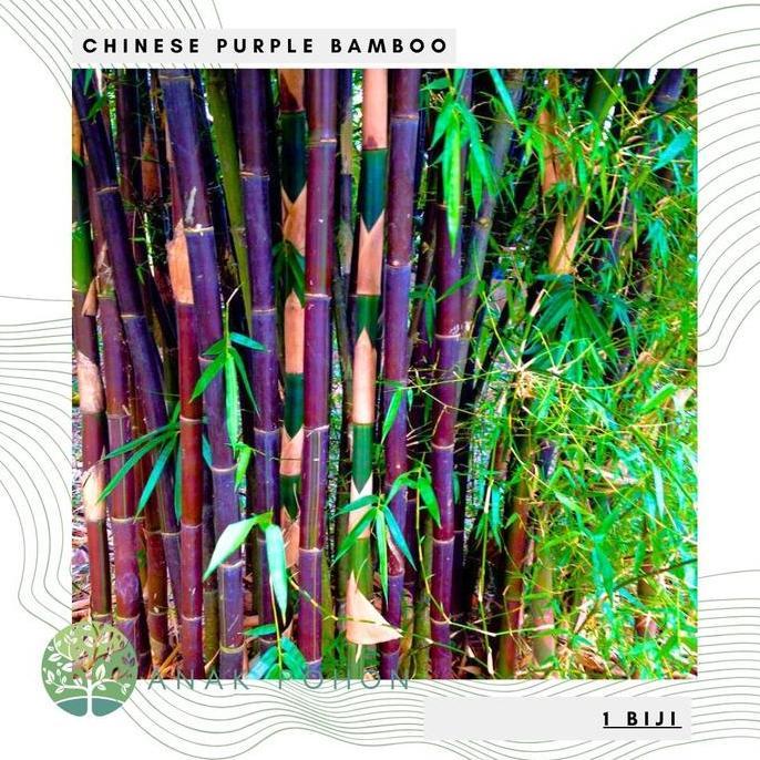 ready Benih Bibit Biji - Chinese Purple Bamboo Bambu Kayu Ungu Hitam (Phyllostachys nigra) Seeds - I