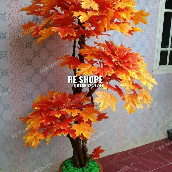 Pohon Bonsai Maple dan Topiari