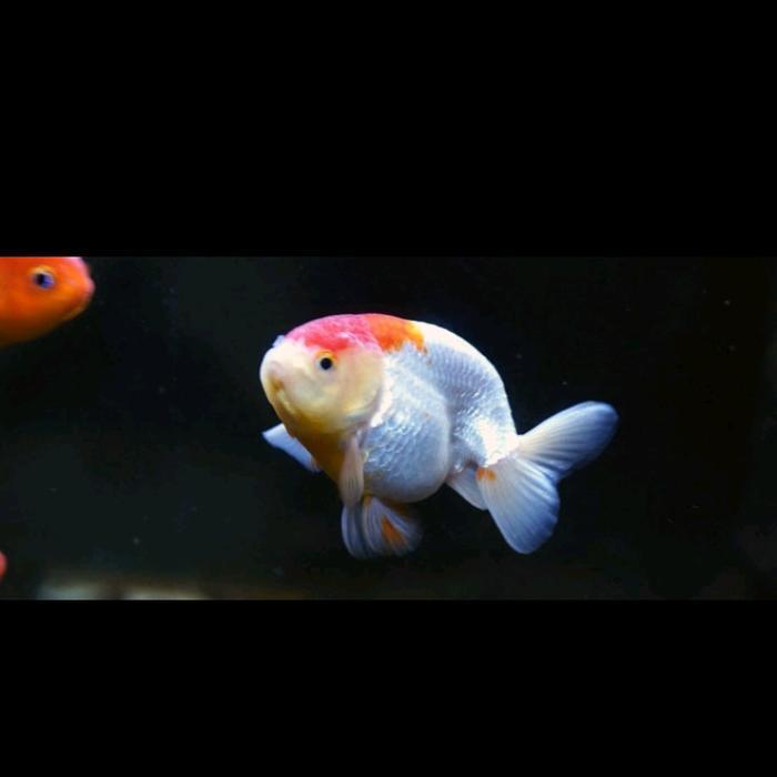 ikan koki ranchu