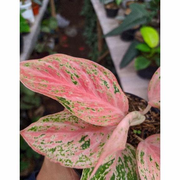 Aglonema bidadari ( hanya anakan) murah