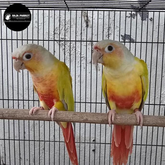 Ready SEPASANG INDUKAN SUNCHEECK CONURE , mintcheeck conure dan mooncheeck conure