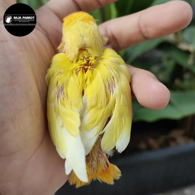 Ready BURUNG LOVEBIRD NON KLEP JINAK