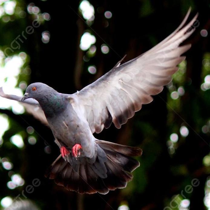 VETAFARM TABLET BLUD ISI 100 - MERPATI PIGEON