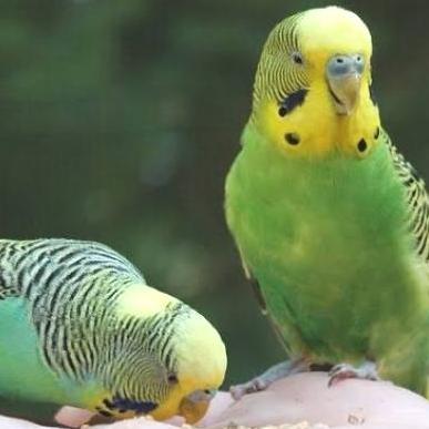 burung parkit hijau dewasa sepasang pilihan