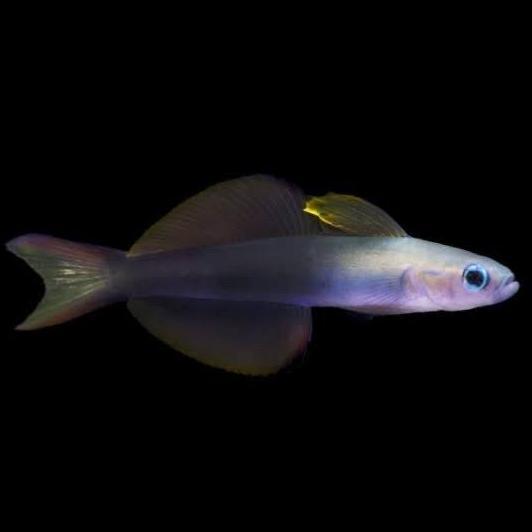 Ikan hias laut Roket B / scissores firefish