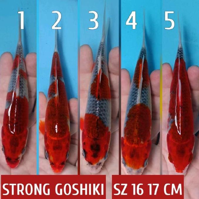 koi blitar goshiki adajuga kohaku showa sanke chagoi tembaga karasi shusui dll