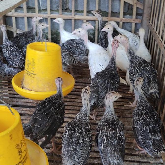 anak ayam kalkun