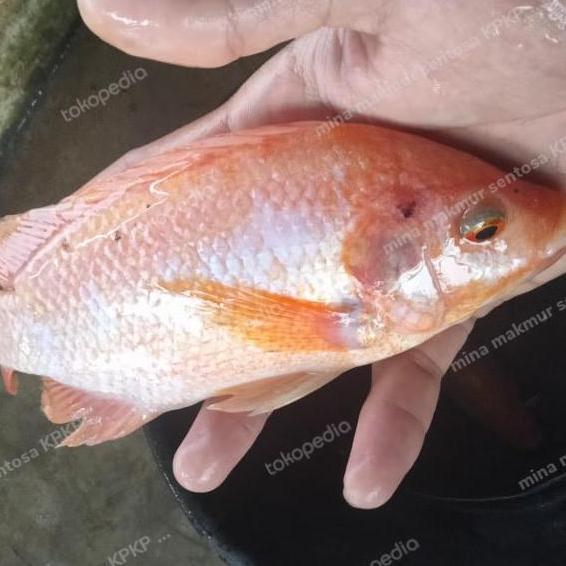 paket calon indukan ikan nila merah ukuran 3-4 jari isi 4 ekor