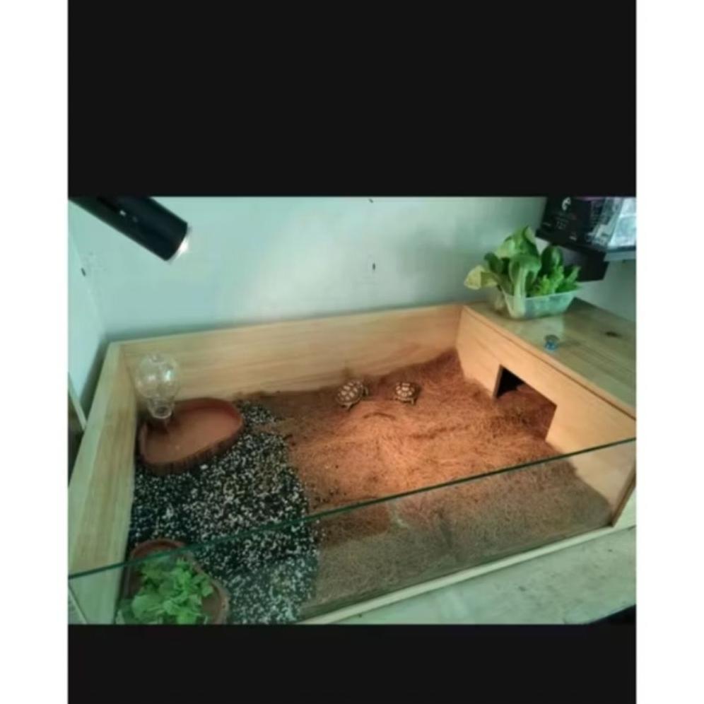 Kandang Kura Kura Kayu Pinus + Palet