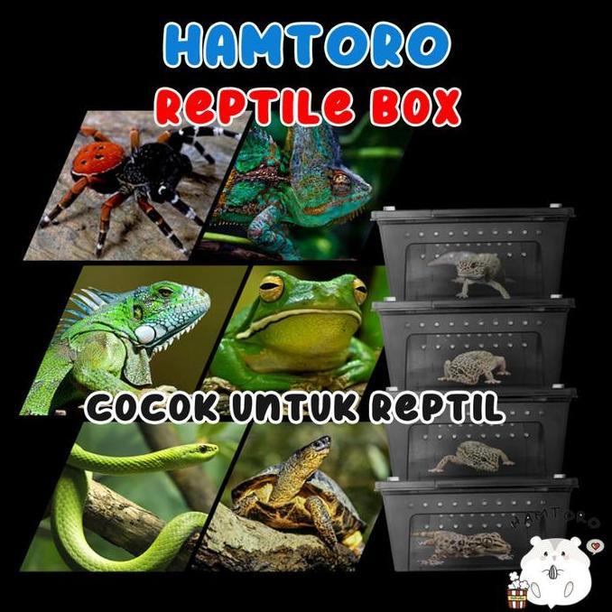 Hamtoro Gecko Box Kandang Besar Feeding Hamster/Reptil/Gecko box  hamster