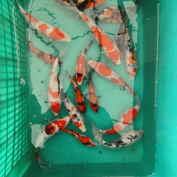 * IKAN KOI HIAS BLITAR 30 CM GRADE A ''