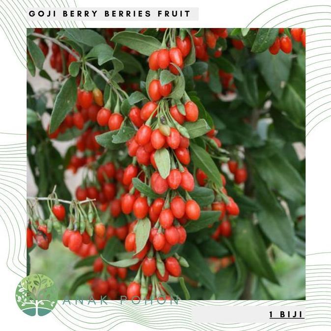 Benih / Bibit / Biji Goji Berry (Goji Berry Seeds) Import Allshop