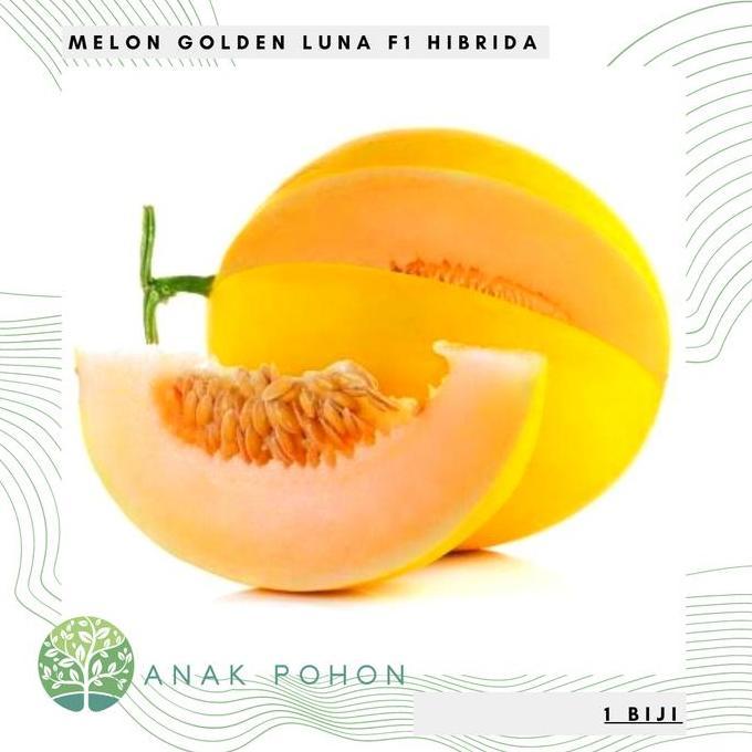 Benih Bibit Biji Melon Luna Golden Kuning F1 Hibrida Seeds Allshop