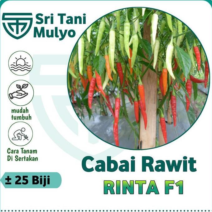 25 Biji - Benih Cabai Rawit Hibrida Rinta F1 - Bintang Asia Bibit Sayuran Benih Sayuran Cabai Rawit 