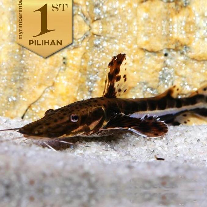 Tiger Shovelnose Catfish ( TSN ) Ikan Hias Predator Hiasan Aquarium