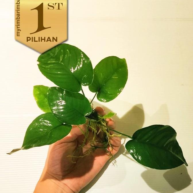 Paket Wabikusa (isi 5) Anubias Barteri Broadleaf Tanaman Air Aquascape Hiasan Aquarium Ikan