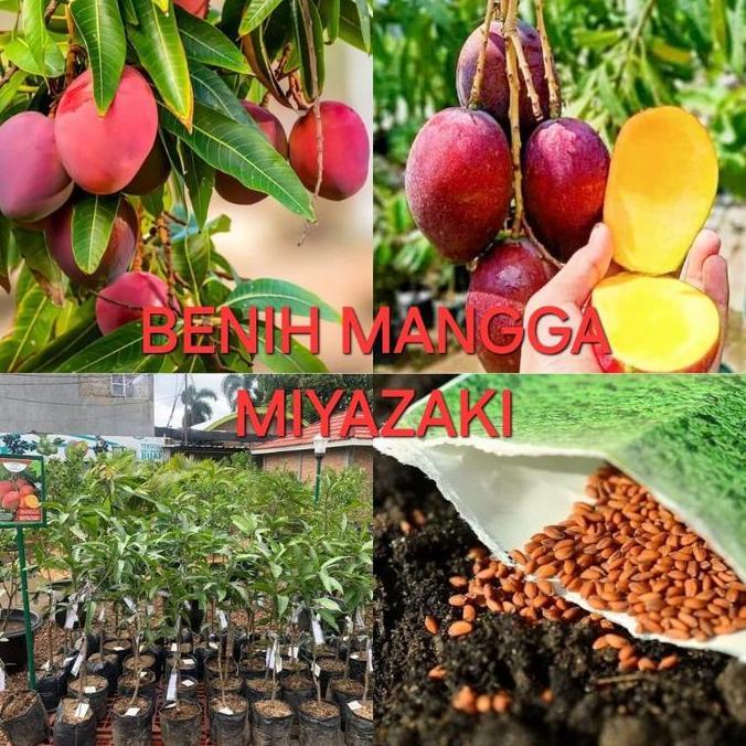 BENIH MANGGA MIYAZAKI BERKUALITAS
