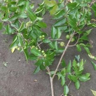 bibit buah plum sudah berbuah
