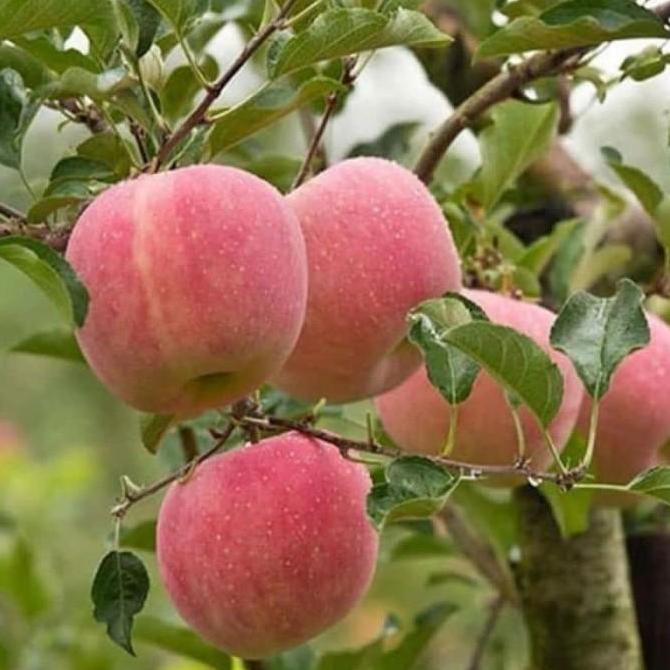 POHON Bibit tanaman buah apel fuji okulasi super (cepat berbuah) FFFF bibit berkualitas premium