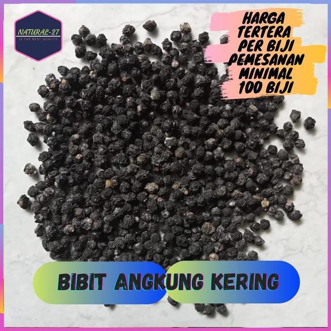 Benih Angkung Bibit Tanaman Angkung Obat Stroke Herbal Asli