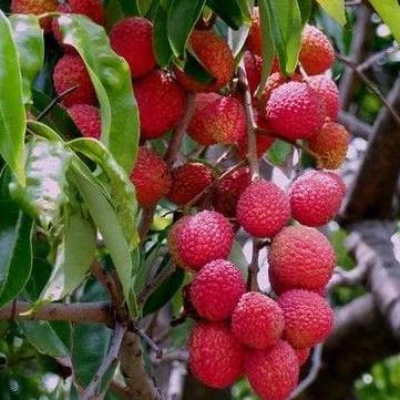Tanaman Buah Leci Merah Cangkok Bibit Pohon