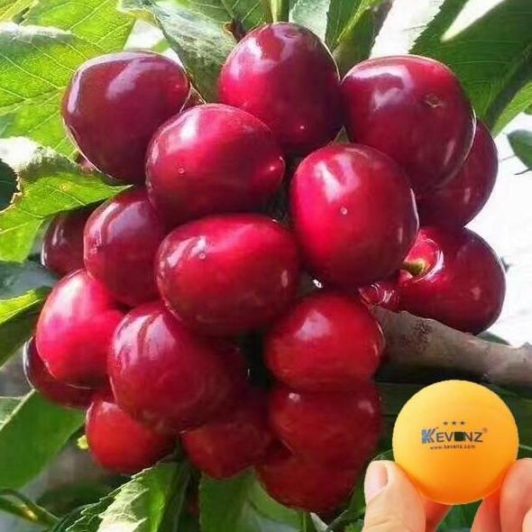 5 Biji Benih Bibit Pohon Buah Big Red Black Pearl Sweet Cherry Fruit Hitam Pupuk