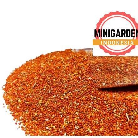 Biji Jewawut Kemasan 1Kg Biji Kunyit Juwawut Sekoi Foxtail Pakan Burung