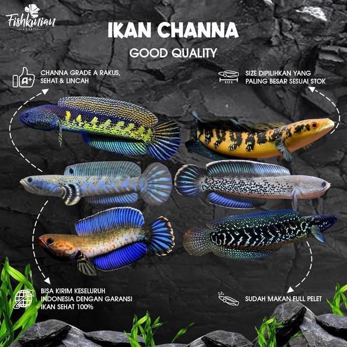 Fishup- Ikan Channa - Auranti, Andrao, Blue Pulchra, Maru, Sterti