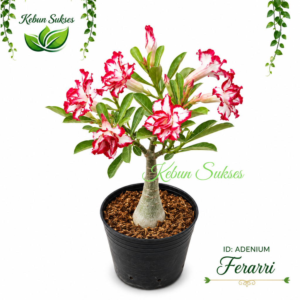 Adenium ID Ferrari Sudah Berbunga - Bunga Tumpuk
