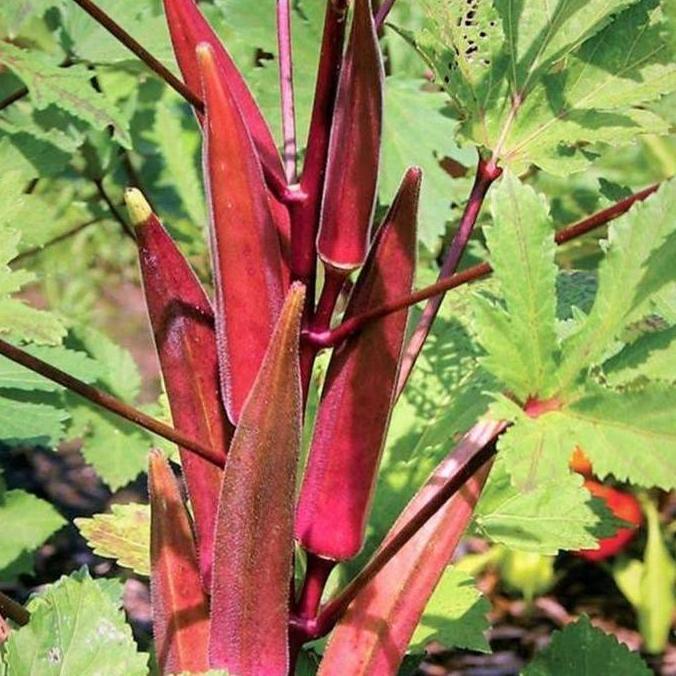 Benih Okra Merah Import Original / Bibit Okra Tanaman Okra