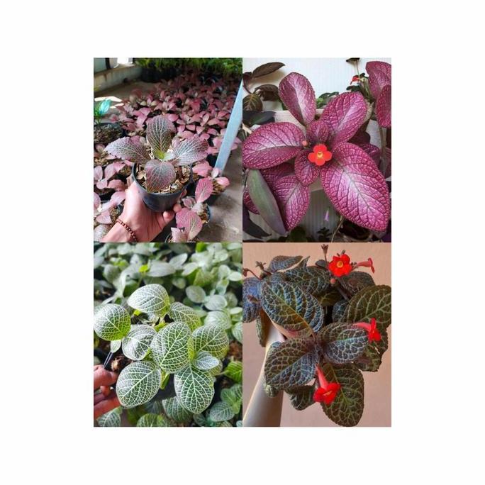 4 tanaman gantung - episcia mutiara - episcia beludru - cantik