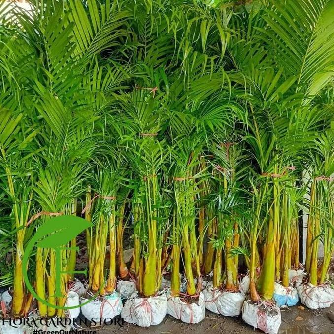 Tanaman Hias Palem Kuning Tinggi 2 Meter - Palem Kuning 2 Meter - Pohon Palem Kuning