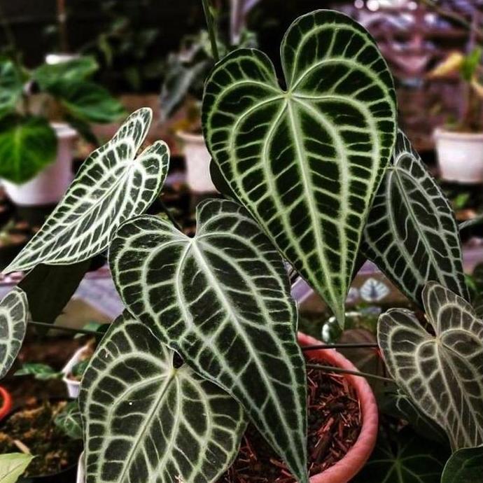 anthurium king clarinervium