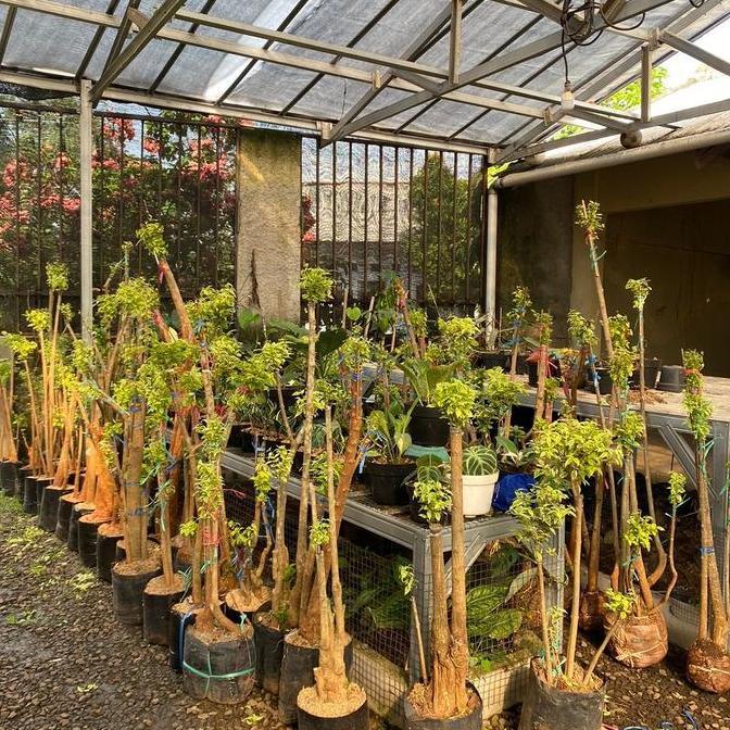 bahan bonsai anting putri - bibit bonsai anting putri - anting putri