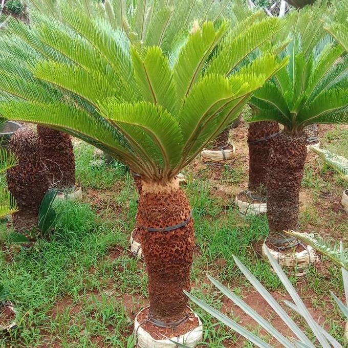 Tanaman hias sikas / sikas tinggi batang 50-80 cm