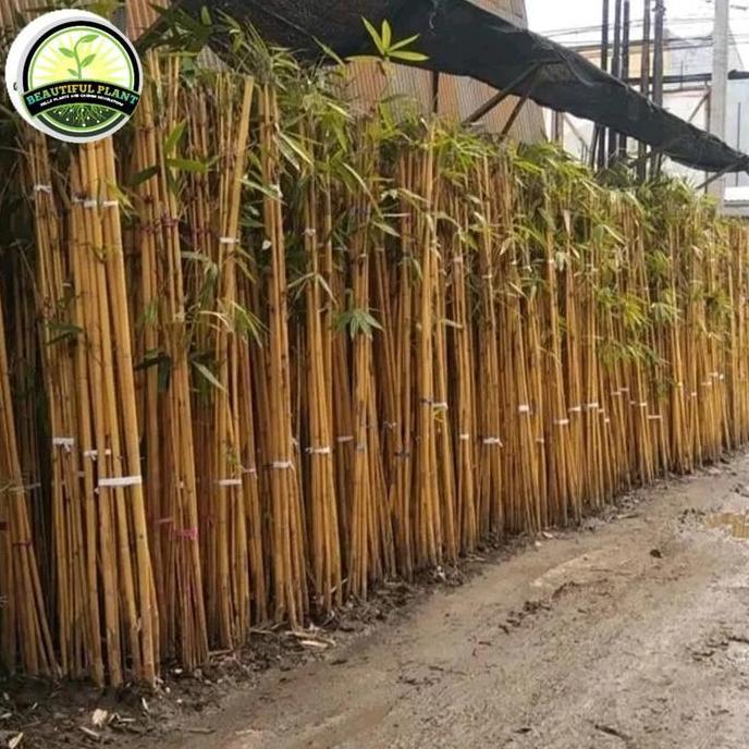 tanaman pagar bambu kuning panda - pohon bambu kuning