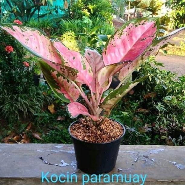 Aglonema kocin paramuay//aglonema khocin