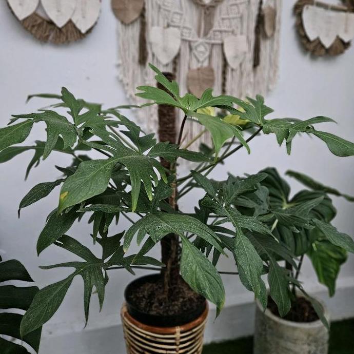 Philodendron Florida Ghost / Philo Florida Ghost