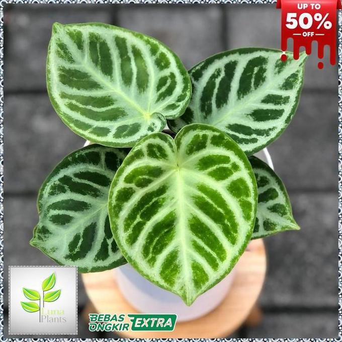 anthurium dorayaki silver blush - anthurium dorayaki