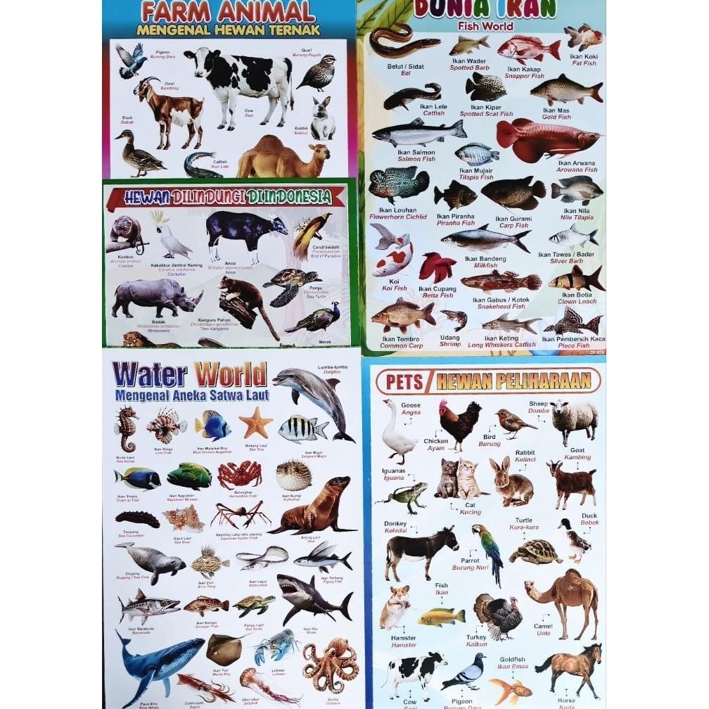 DISKON Poster Edukasi Anak / Hewan Peliharaan