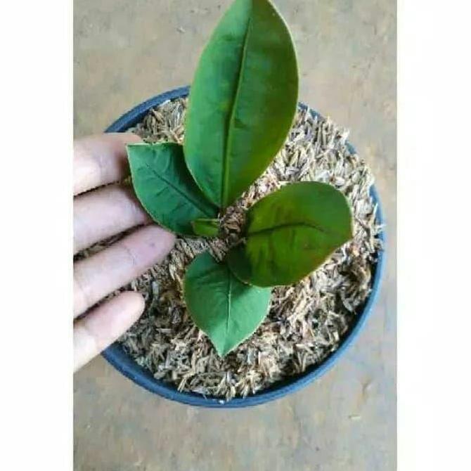 Best Seller Tanaman Anthurium Superboom Neo - Tanaman Hias Premium