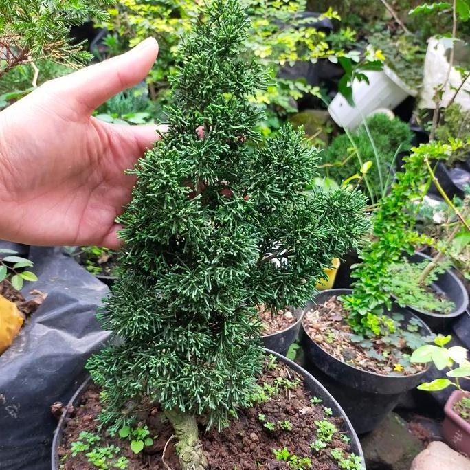 Bonsai Cemara Sargenti Pingpong